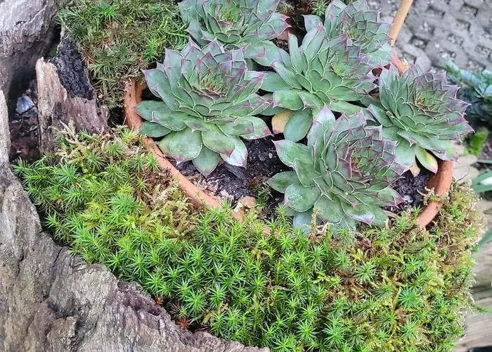 Naova Cosy Apartment Kaysersberg-Vignoble