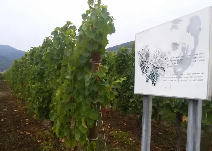 Naova Cosy Apartment